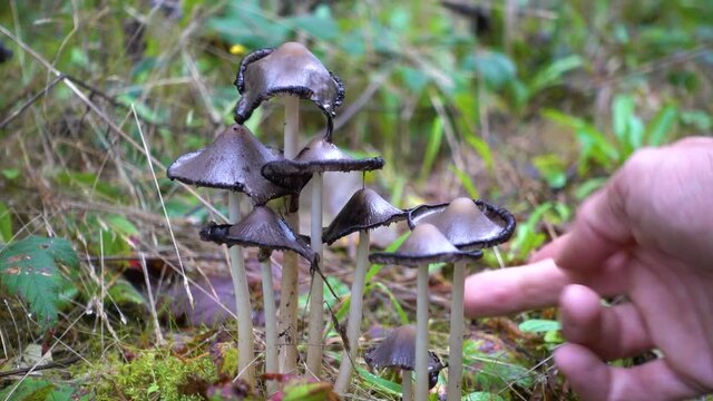 Inky Cap Mushroom (Coprinopsis atramentaria)