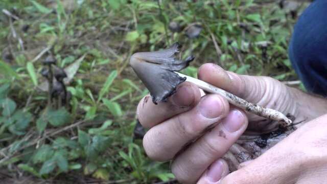 Inky Cap Mushroom (Coprinopsis atramentaria)