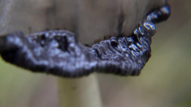 Inky Cap Mushroom (Coprinopsis atramentaria)