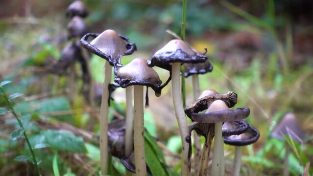 Inky Cap Mushroom (Coprinopsis atramentaria)