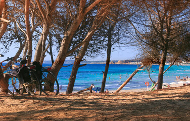 Rivabella Beach in Salento, Apulia (Italy): pinewood on the dune.