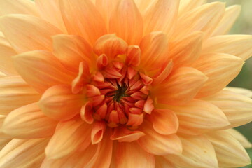 dahlia