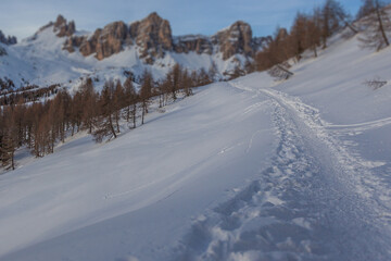Tilt shift effect of beaten path in the snow in the middle of larch forest with dolomite peaks out of focus background . San Vito di Cadore, Dolomites, Italy