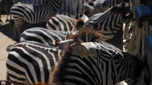 beautiful herd of zebras in the savanna eating