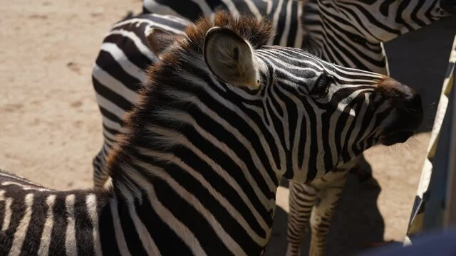 zebra head with black and white colors