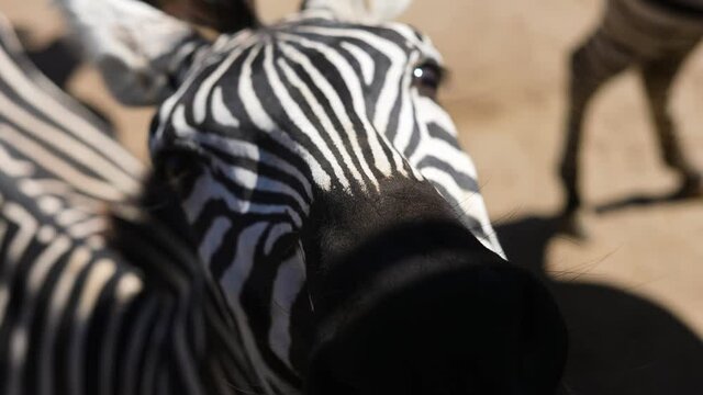 zebra head eating carrot from person's hand