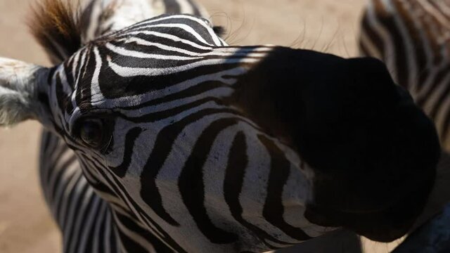 zebra head chewing on savanna with black and white stripes