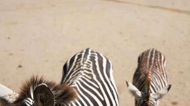 two zebras walking together in the african savanna