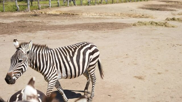 zebra walking alone in the african savanna