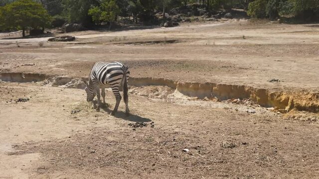three zebras in the African savannah walking in captivity