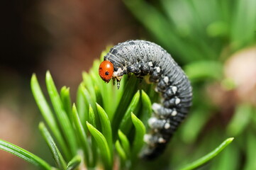 Close-up of black caterpillar with red head on green plant