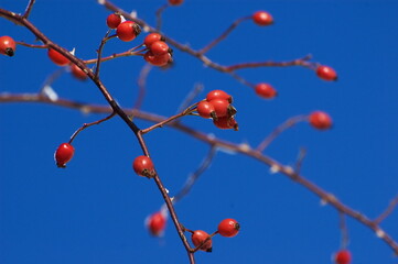 Rose hip plant on blue sky background