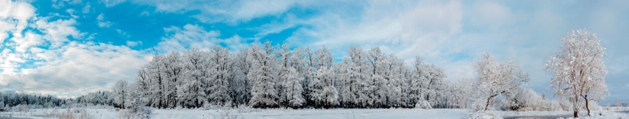 Panorama of winter forest and blue beautiful sky