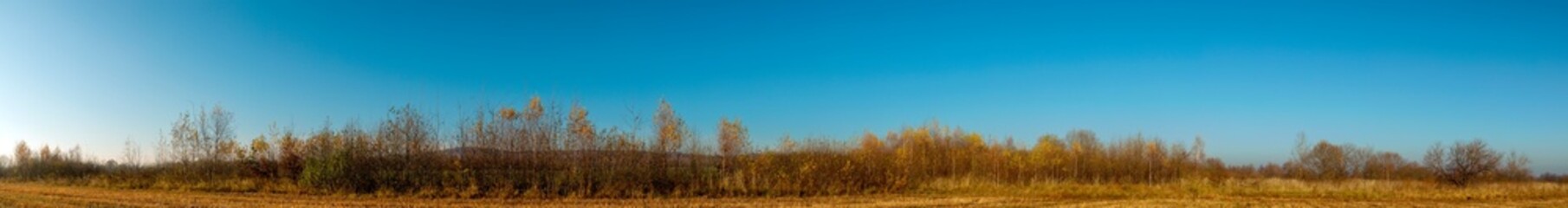 Fototapeta premium Panorama of autumn tree on a large lawn.