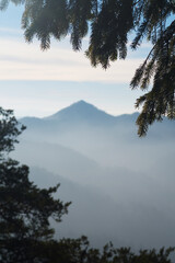 Spruce tree branch with mountains in background