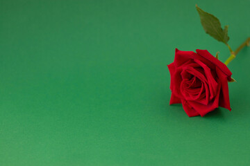 blooming red rose bud on green background with place for your text. the concept of a holiday, congratulations, valentine's day, engagement, wedding, anniversary. copy space