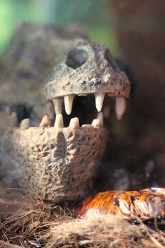 close up of a skull