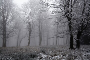 Frost and fog in the beech forest. Hostyn hills. Moravia. Europe.
