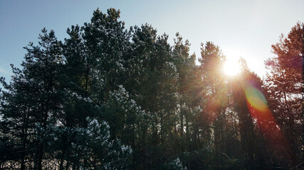 Sunlights make their way through tree branches in winter forest
