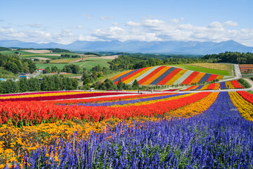 広大な花畑と十勝岳連峰 (日本 - 北海道 - 四季彩の丘)

