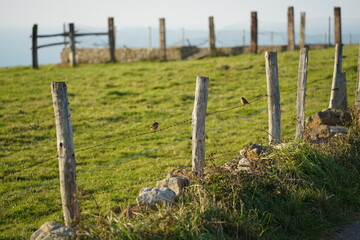 Pajaros_Cercados