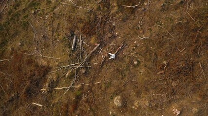 Aerial view of a biologist doing forest protection at a felling area - rising, birdseye, drone shot