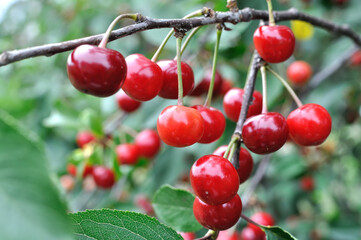 
close-up of ripe  cherries on a tree in the garden