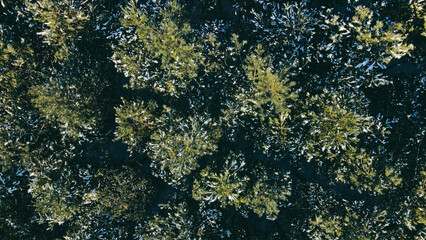 Aerial top view of a large beautiful dense pine forest in winter at sunny day