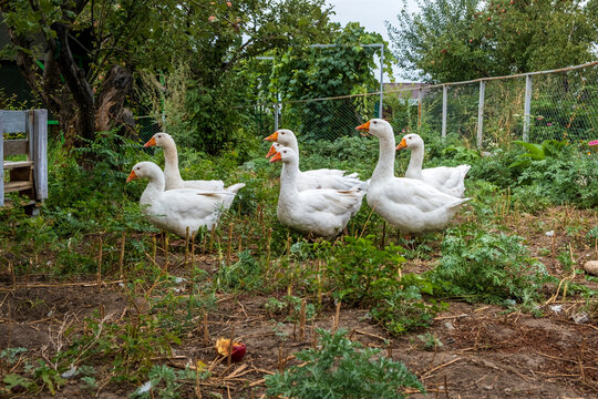 geese in the farm