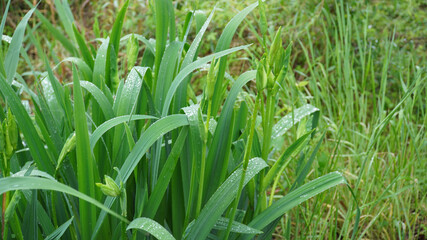 Freshness of the iris leaves on a rainy day. There is not much time left for those blue leaves to push up yellow and pretty flowers.