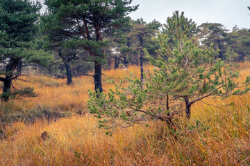 Small maritime pine in autumn growing amidst the autumn orange grass
