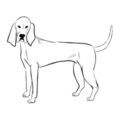 Porcelaine dog isolated on white background. Hand drawn dog breed vector sketch.