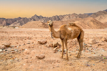 Сamel stands against the backdrop of beautiful mountains and sky. Egypt, Africa