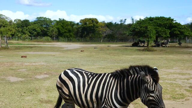 zebra walking in the savannah with black and white stripes