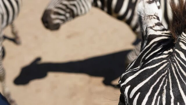 zebra eating carrot from person's hand