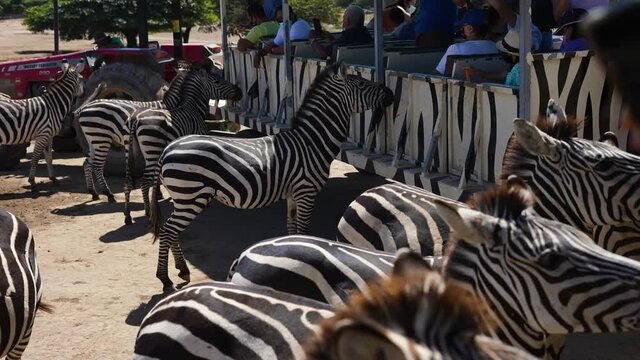 large herd of zebras in captivity begging people for food