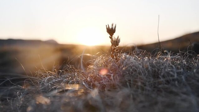 Static Close up Shot of Wildflower blowing in Wind during Sunset over Drakensberg Mountain Range- South-Africa