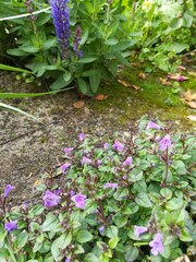 Groundcover plant. Alpine slide .Flowering Alpine Soul or Acinos alpinus. Small purple flowers
