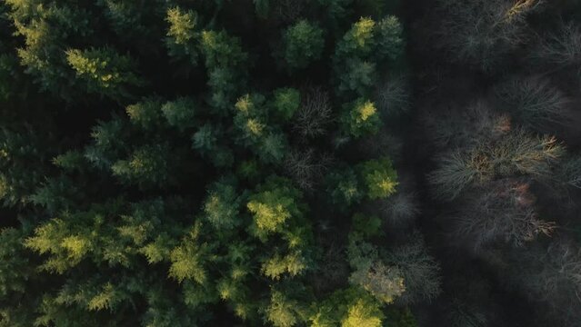 Drone Shot Looking Down On a Woodland 