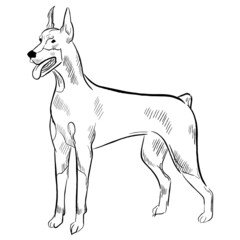 Doberman Pinscher dog isolated on white background. Hand drawn dog breed vector sketch.