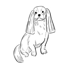 Cavalier King Charles Spaniel dog isolated on white background. Hand drawn dog breed vector sketch.