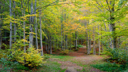 Cerreto Laghi, Emilia Romagna. Footpath in a beech forest with autumn colors. Fairy-tale environment.
