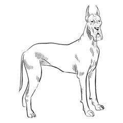 Great Dane dog isolated on white background. Hand drawn dog breed vector sketch.