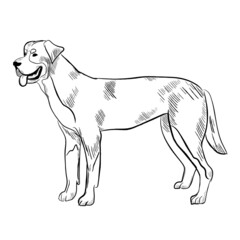 Greater Swiss Mountain dog isolated on white background. Hand drawn dog breed vector sketch.