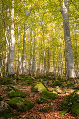 Obraz premium Cerreto Laghi, Emilia Romagna. Foliage in a beech forest 