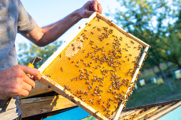 Bees on the honeycomb, background. Honey cell with bees. Apiculture. Apiary. beehive with honey...