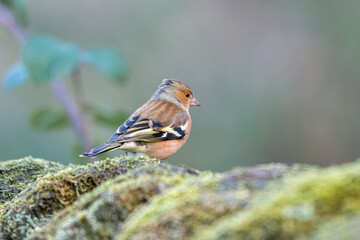 Male Chaffinch, Fringilla coelebs feeding in a natural woodland.