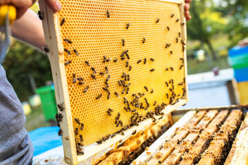 Beekeeper is working with bees and beehives on apiary. Bees on honeycomb. Frames of bee hive....