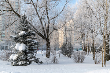 Trees in hoarfrost in a city park in Moscow, Russia