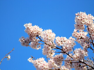 桜と青空